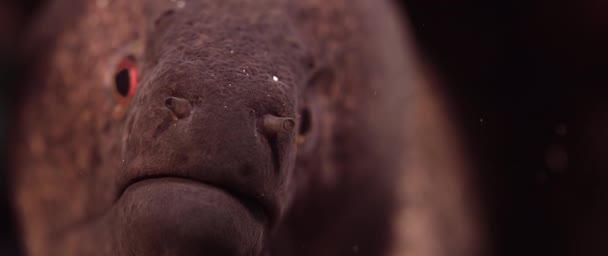 Gul Edged Muränor Gymnothorax Flavimarginatus Tropiska Colouful Pinkcoral Reef Wakatobi — Stockvideo