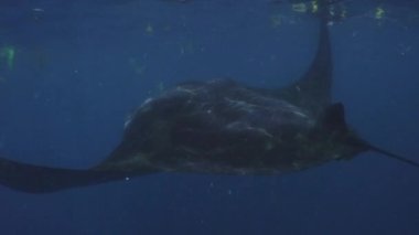 Bir Manta Ray (Manta birostris) isswimming plastik arasında bulanık su yüzeyi ve yiyor plankton üzerinde atık, Meksika, Karayipler, Ağustos 2016