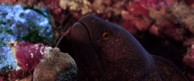 Tropikal colouful pinkcoral reef, Wakatobi, Endonezya, ağır çekimde Sarı kenarlı Müren balığı (Gymnothorax flavimarginatus)