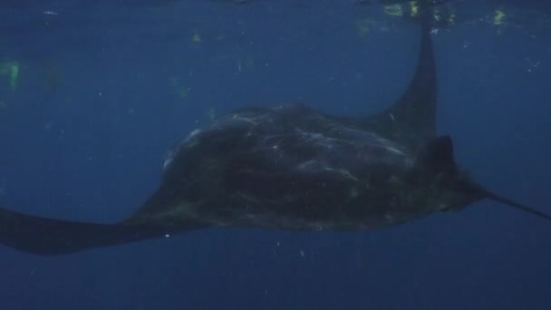 Manta Ray Manta Birostris Swimming Surface Eats Plankton Murky Water — стоковое видео