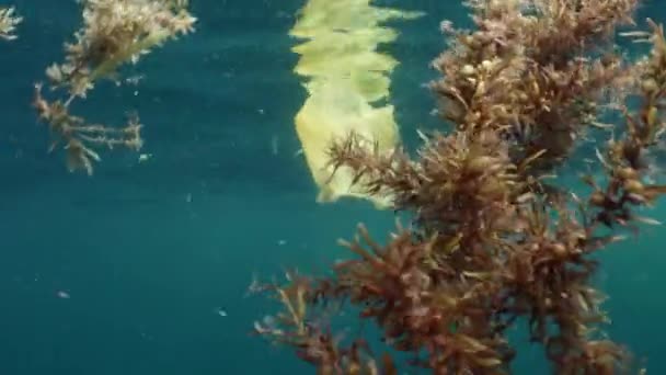 Bolsas Plástico Flotando Mar México Caribe Ago 2016 — Vídeos de Stock