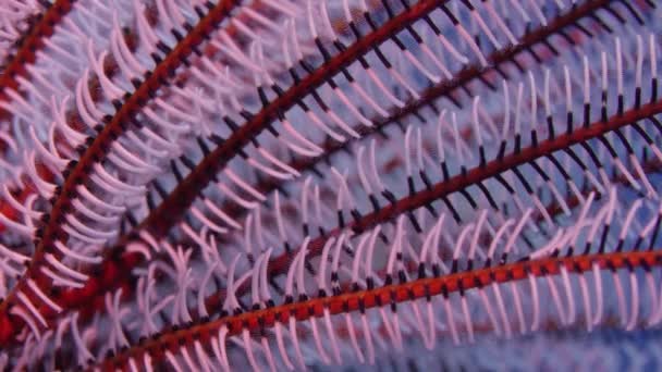 Звезда Перьев Криноиды Тропическом Море Wakatobi Инсонезия — стоковое видео