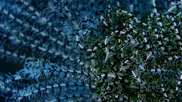 Estrella Plumas Crinoides Mar Tropical Wakatobi Insonesia — Vídeos de Stock