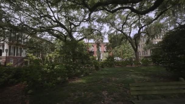Savannah Ile Live Oaks Tarihi Semtinden Kaplı Spanyolca Moss Georgia — Stok video