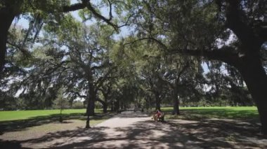 Savannah ile Live Oaks tarihi semtinden kaplı İspanyolca Moss, Georgia, ABD, Ekim 2016
