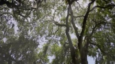 Savannah ile Live Oaks tarihi semtinden kaplı İspanyolca Moss, Georgia, ABD, Ekim 2016