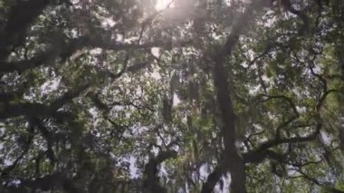 Savannah ile Live Oaks tarihi semtinden kaplı İspanyolca Moss, Georgia, ABD, Ekim 2016