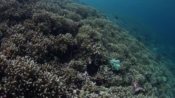 Миллионы Хромис Девица Chromis Скрываясь Кораллах Wakatobi Индонезия Замедленная Съемка — стоковое видео