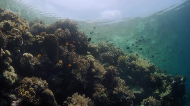 Миллионы Хромис Девица Chromis Скрываясь Кораллах Wakatobi Индонезия Замедленная Съемка — стоковое видео