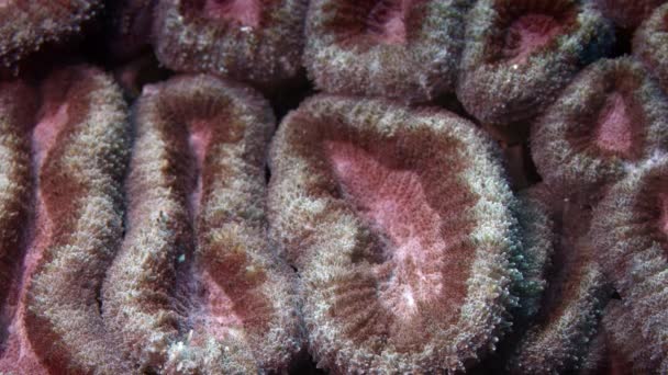 Coral Cerebral Pólipos Coral Construcción Arrecifes Favia Familia Corales Faviidae — Vídeos de Stock