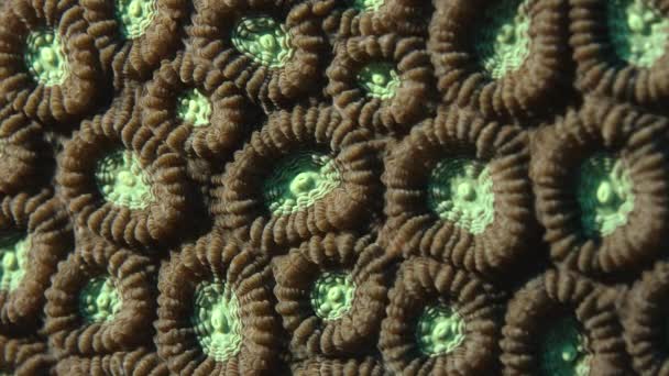 Крупним Планом Два Кольоровими Зірка Coral Спесіоза Favia Wakatobi Індонезія — стокове відео