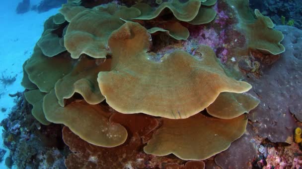 Kamerastrecke Über Ein Farbenfrohes Korallenriff Mit Salatkorallen Und Akropora Hartkorallen — Stockvideo