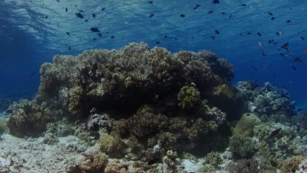 Миллионы Хромис Девица Chromis Скрываясь Кораллах Wakatobi Индонезия Замедленная Съемка — стоковое видео