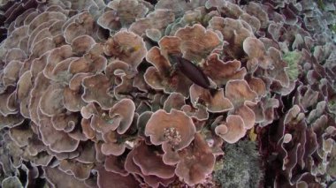 Kamera parça marul mercan ve Acropora sert mercan, Wakatobi, Endonezya, renkli mercan resif üzerinde Kasım 2017, yavaş hareket kırmızı 21: 9 5kws