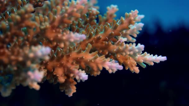 Acropora 鹿角珊瑚在健康 Wakatobi 印度尼西亚 缓慢运动覆盖的海底 — 图库视频影像