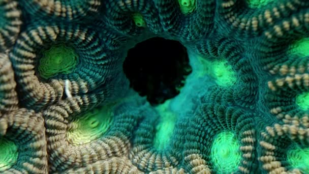 Close Two Colored Star Coral Favia Speciosa Wakatobi Indonesia Nov — Vídeos de Stock