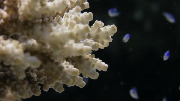 Zeebodem Vallende Acroporidae Staghorn Koralen Goede Gezondheid Met Miljoenen Jonge — Stockvideo