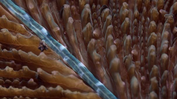 Detail Van Een Kleurrijke Paddenstoel Koraal Fungia Wakatobi Indonesië Red — Stockvideo