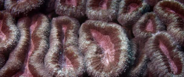 Hjärnkorall Reef Byggnaden Korall Polyper Favia Från Korall Familjen Faviidae — Stockvideo