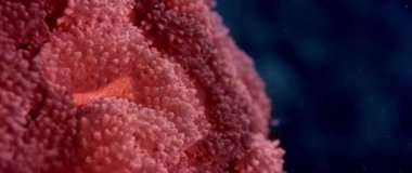 Beyin Mercan, resif-bina mercan polip (Favia sp.), mercan aile Faviidae, Wakatobi, Endonezya, kırmızı 5 k ws 21:9 kapatmak