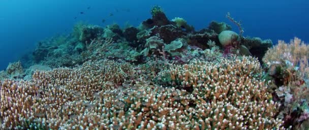 Millones Chromis Damsel Chromis Escondido Coral Wakatobi Indonesia Cámara Lenta — Vídeos de Stock
