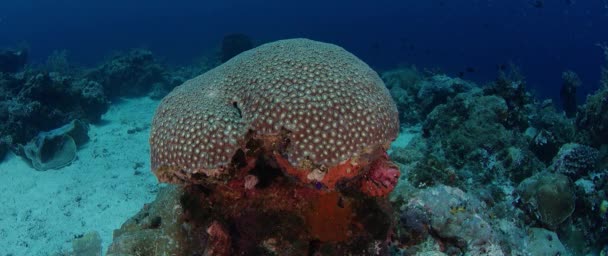 脳サンゴ Favia から独立した Posterially のサンゴのブロックサンゴ礁 Wakatobi インドネシアの赤 — ストック動画