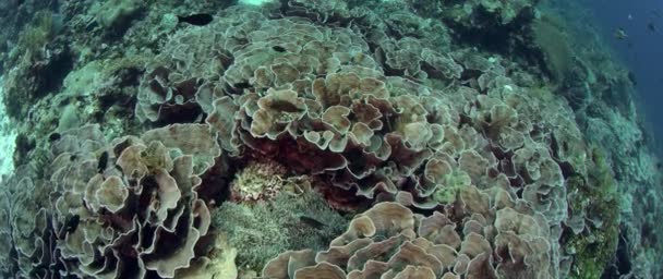 Camera Track Sobre Colorido Arrecife Coral Con Corales Lechuga Corales — Vídeos de Stock