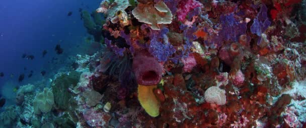 Milhões Chromis Damsel Chromis Escondidos Coral Wakatobi Indonésia Câmera Lenta — Vídeo de Stock