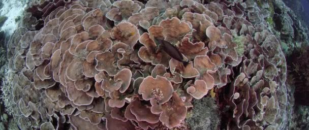 レタス サンゴとミドリイシ ハードコーラル Wakatobi インドネシア カラフルなサンゴ礁の上カメラ トラック 2017年 遅い動き赤 5Kws — ストック動画