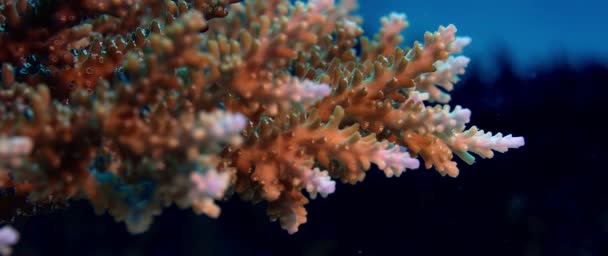 Acropora 鹿角珊瑚在健康 Wakatobi 印度尼西亚 缓慢运动覆盖的海底 — 图库视频影像