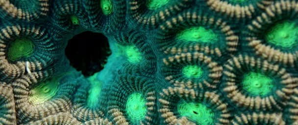 Närbild Två Färgad Stjärnigt Coral Favia Speciosa Wakatobi Indonesien Nov — Stockvideo