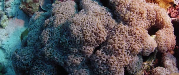 Increíble Colorido Lps Hammer Coral Euphyllia Ancora Wakatobi Indonesia — Vídeos de Stock