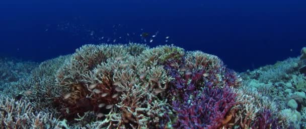 Millions Chromis Damsel Chromis Hiding Coral Wakatobi Indonesia Slow Motion — Stock Video