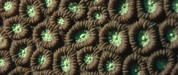 Close Two Colored Star Coral Favia Speciosa Wakatobi Indonesia Nov — Stock Video