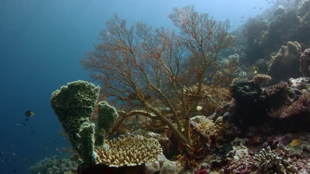 Colorful Coral Reef Hard Corals Sponges Gorgonians Wakatobi Indonesia Nov — Stock Video