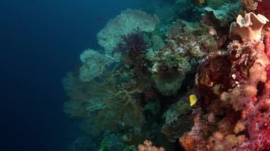 renkli mercan resifi sert mercanlar, sünger ve gorgonians, Wakatobi, Endonezya, Kasım 2017, ağır çekim, kamera parça ile