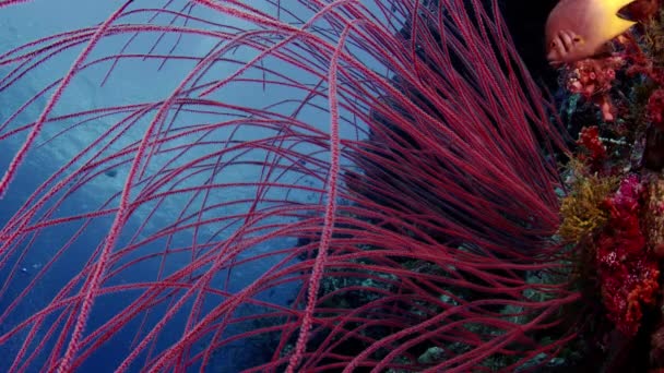 Wakatobi インドネシアの青い水とクローズ アップ長い赤い鞭サンゴ ブッシュ Ellisella Ceratophyta と他のサンゴを水中 — ストック動画
