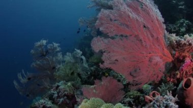 renkli mercan resifi sert mercanlar, sünger ve gorgonians, Wakatobi, Endonezya, Kasım 2017, ağır çekim, kamera parça ile