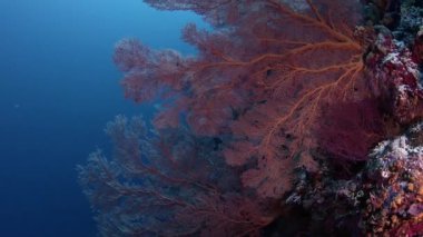 renkli mercan resifi sert mercanlar, sünger ve gorgonians, Wakatobi, Endonezya, Kasım 2017, ağır çekim, kamera parça ile