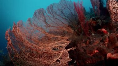 renkli mercan resifi sert mercanlar, sünger ve gorgonians, Wakatobi, Endonezya, Kasım 2017, ağır çekim, kamera parça ile