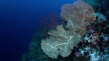 renkli mercan resifi sert mercanlar, sünger ve gorgonians, Wakatobi, Endonezya, Kasım 2017, ağır çekim, kamera parça ile