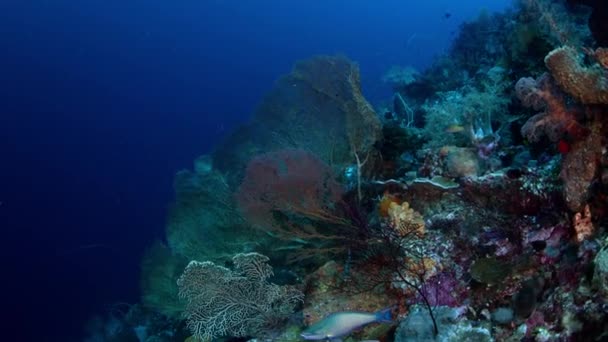 Colorido Arrecife Coral Con Corales Duros Esponjas Gorgonias Wakatobi Indonesia — Vídeos de Stock