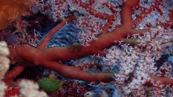 Clolourful Deniz Fan Scleraxonia Wakatobi Endonezya Kırmızı Yakın Çekim — Stok video