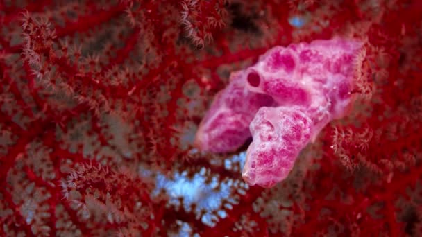 Close Clolourful Sea Fan Scleraxonia Wakatobi Indonésia — Vídeo de Stock