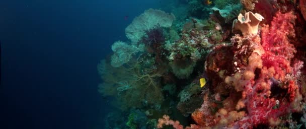 一个五颜六色的珊瑚礁与坚硬珊瑚 海绵和 Gorgonians Wakatobi 印度尼西亚 2017年11月 慢动作 照相机轨道 — 图库视频影像