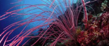 arka planda, Wakatobi, Endonezya, mavi su ile uzun kırmızı kırbaç mercan bush (Ellisella ceratophyta) ve diğer mercan sualtı kapat