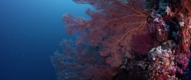 Una Coloratissima Barriera Corallina Con Coralli Duri Spugne Gorgonie Wakatobi — Video Stock