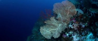 renkli mercan resifi sert mercanlar, sünger ve gorgonians, Wakatobi, Endonezya, Kasım 2017, ağır çekim, kamera parça ile
