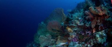renkli mercan resifi sert mercanlar, sünger ve gorgonians, Wakatobi, Endonezya, Kasım 2017, ağır çekim, kamera parça ile