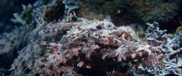 Testa Piatta Tentacolare Pesce Coccodrillo Papilloculiceps Longiceps Mimetismo Perfetto Sul — Video Stock